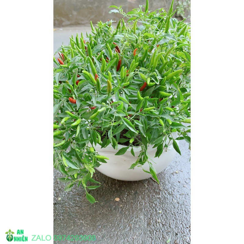 [HCM]Chậu Cây Ớt Hiểm