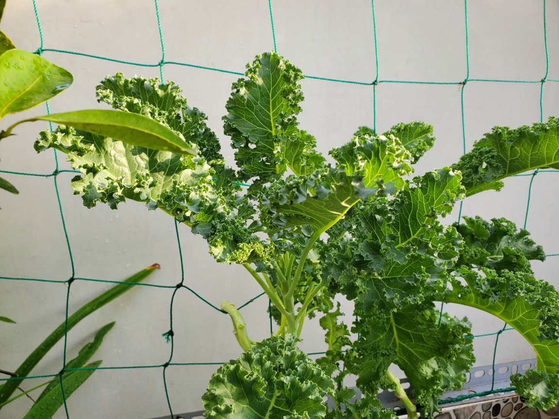 Hạt giống cải xoăn Kale rạng đông