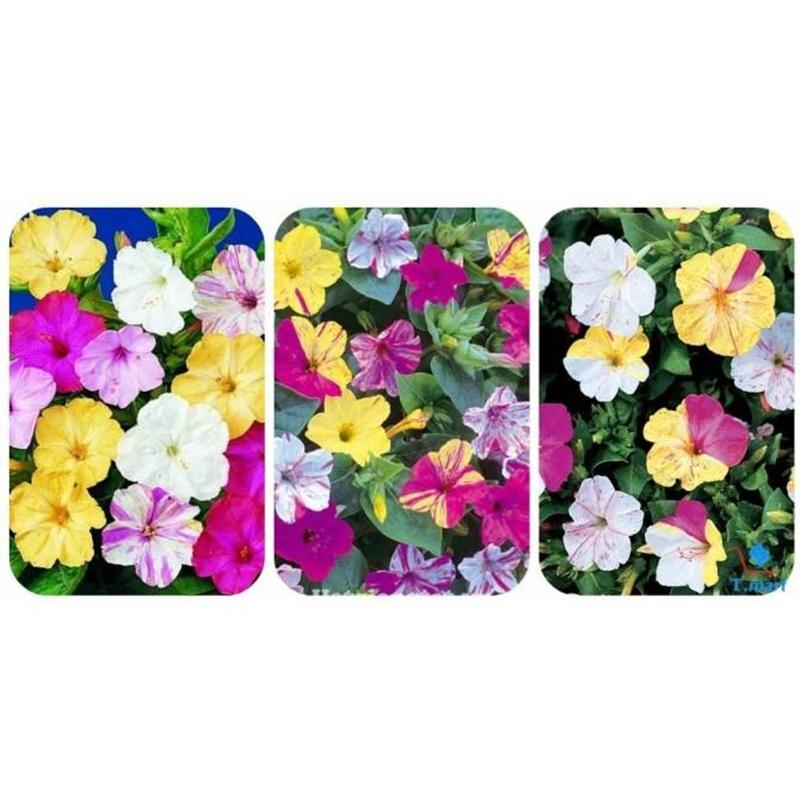 8 Hạt giống hoa Bông phấn