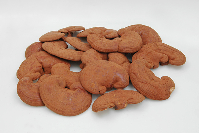 NẤM LINH CHI ĐH THỦ DẦU 1 TÚI 500GR