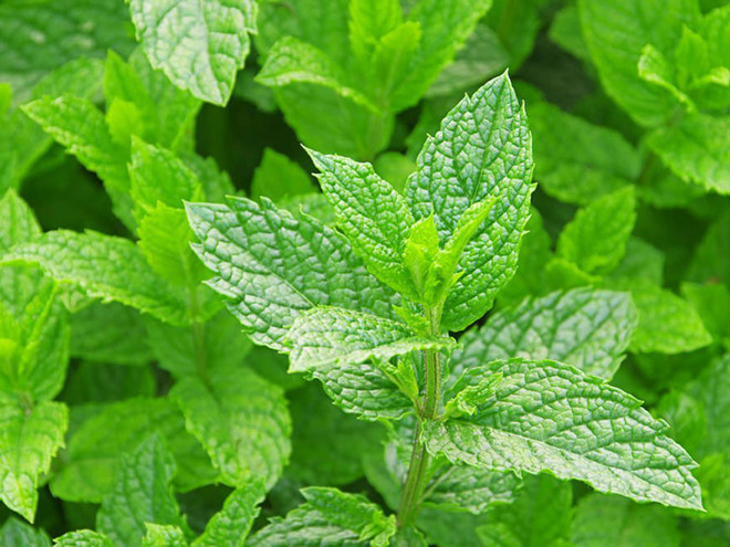 Hạt giống Cây Bạc Hà - Bạc Hà Cay Peppermint (Gói 100 Hạt) - Nông Sản Vàng