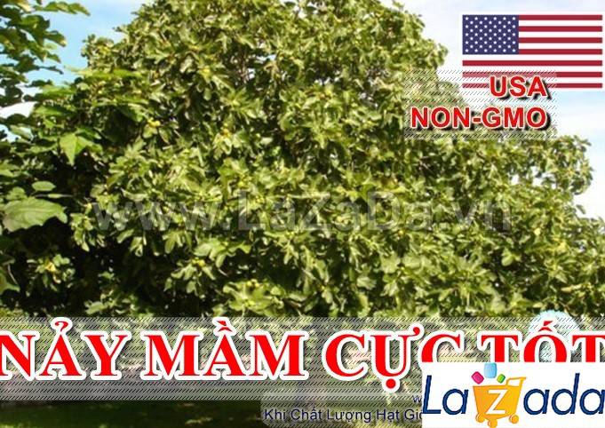 10h Hạt Giống Sung Mỹ USA (B3.304| A2*X34*M242)
