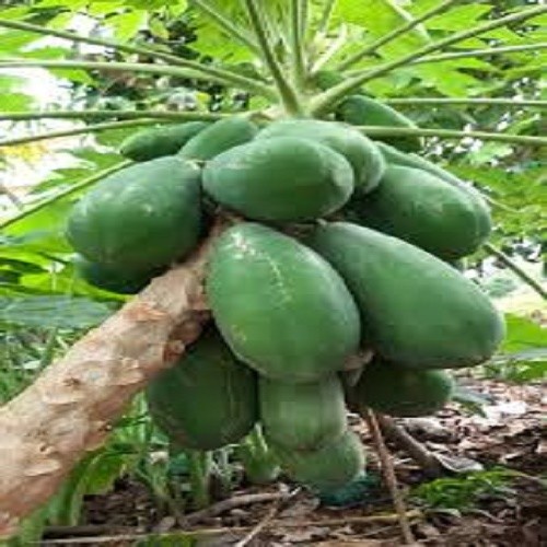 CÂY GIỐNG ĐU ĐỦ LÙN SIÊU NGỌT ( COMBO 5 Cây)