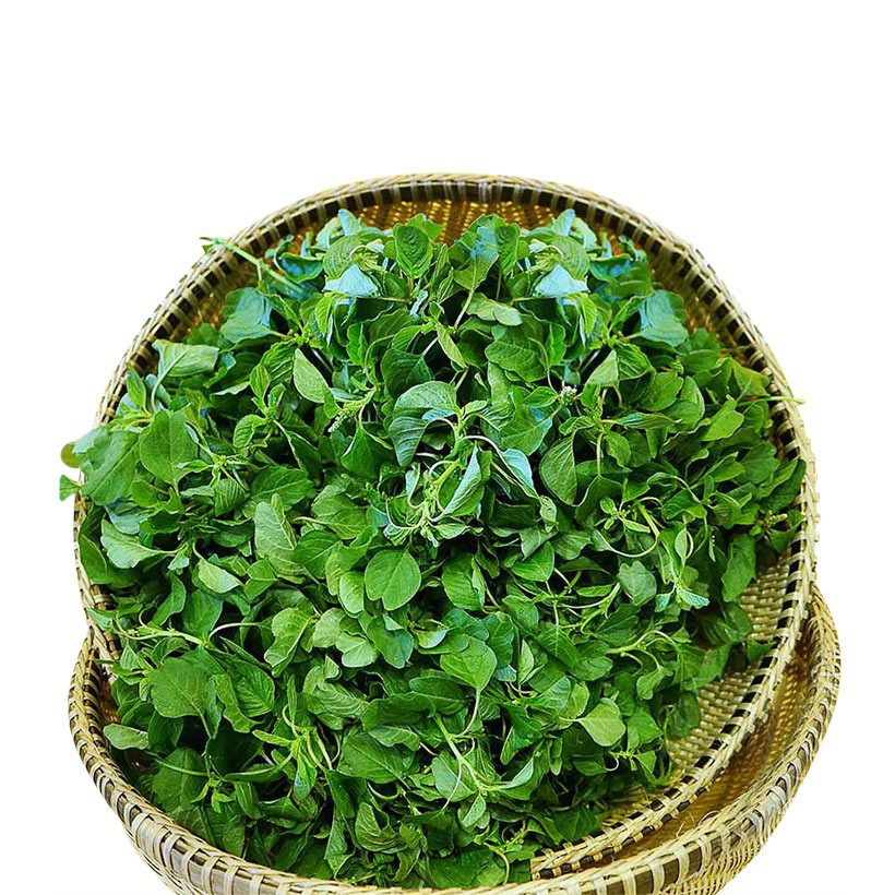 MJ391 Gói 500 Hạt Giống Rau Dền Cơm 10gr Giống Mới Chịu Nhiệt 4 Mùa