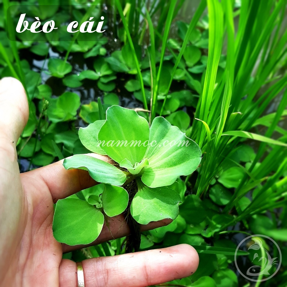 Cây Bèo Cái (3-5 tai) - Cây Bèo Trang Trí Non Bộ, Bể Cá cảnh thuỷ sinh