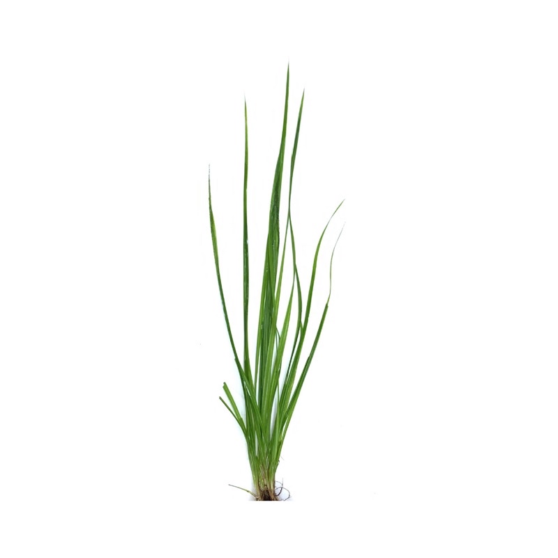 Cyperus Helferi - Cỏ Narong - Cây Thuỷ Sinh