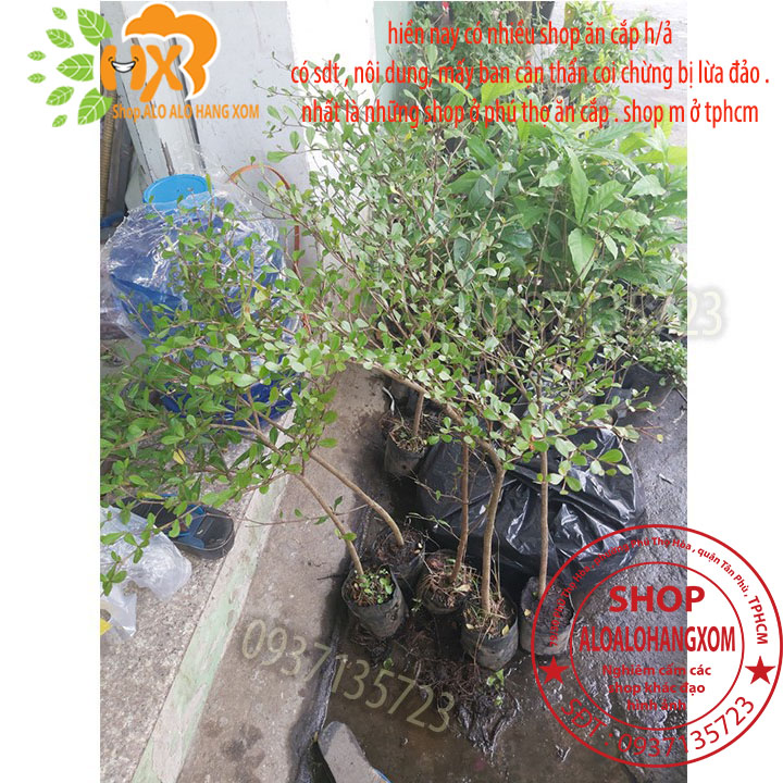COMBO 3 CÂY BÀNG ĐÀI LOAN CAO TỪ 25-40CM -( BÀNG LÁ NHỎ)