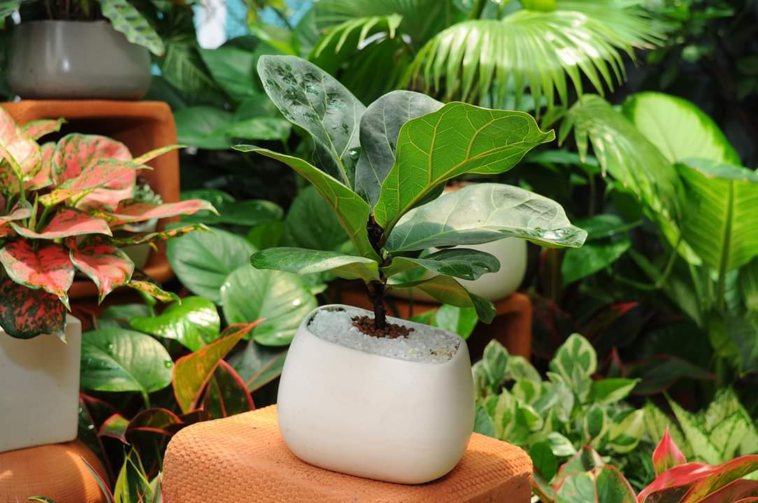 Cây Bàng Sing để bàn