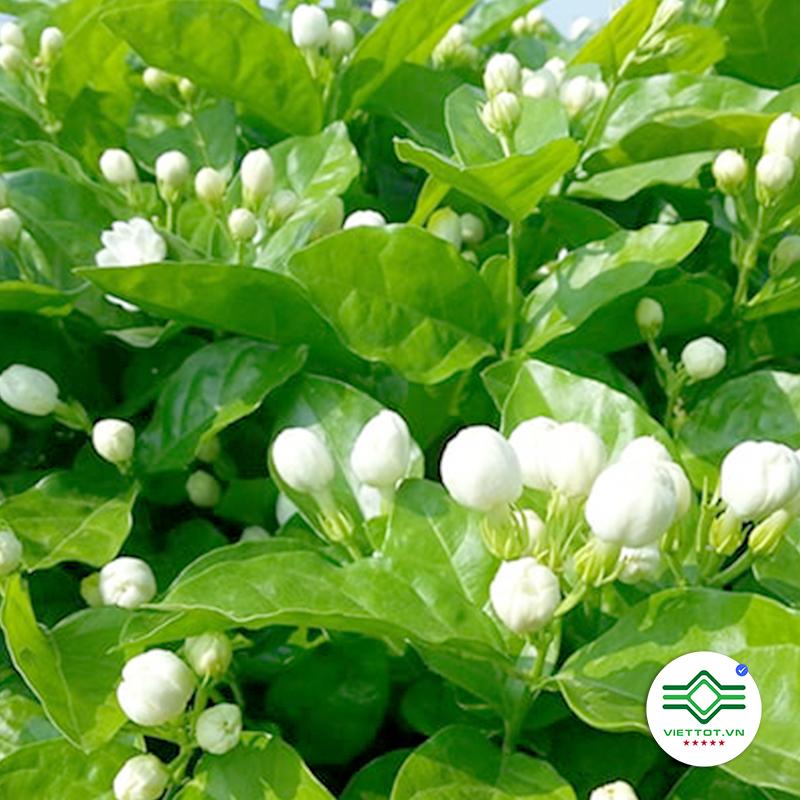 Trà hoa nhài sấy khô 1kg -vt147