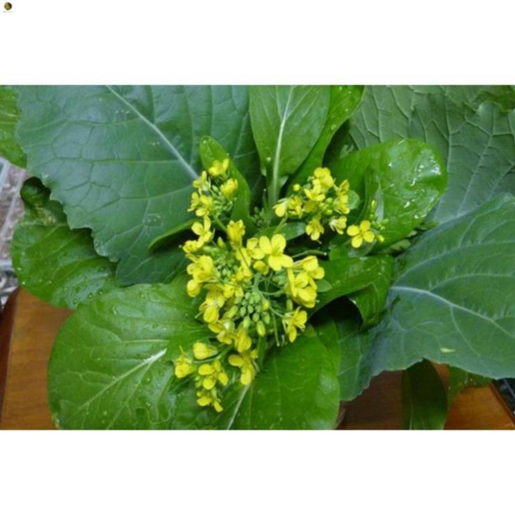 Hạt cải ngồng (cải ngọt bông) - gói 20 gram