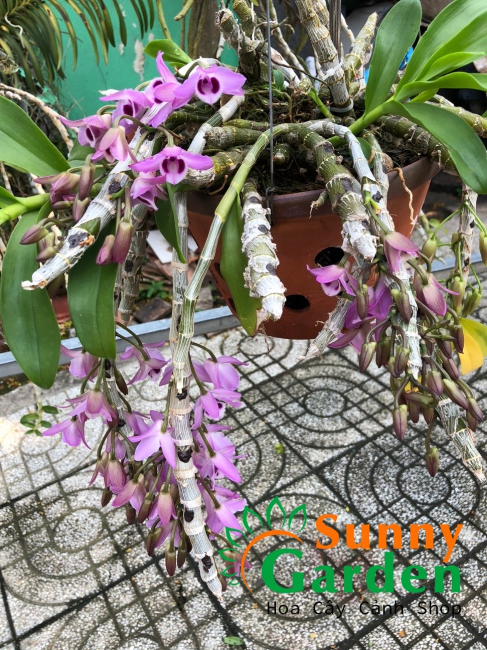Lan Trầm Rừng - Hoa Lan Chậu Đất Nung