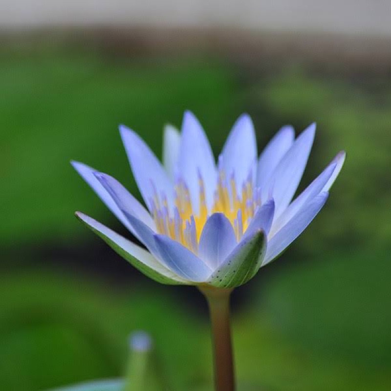 Cây Hoa Súng Thái Lớn Sẳn Hoa