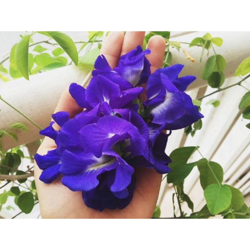 Hạt Giống Đậu Biếc Tím Nk Thái Lan