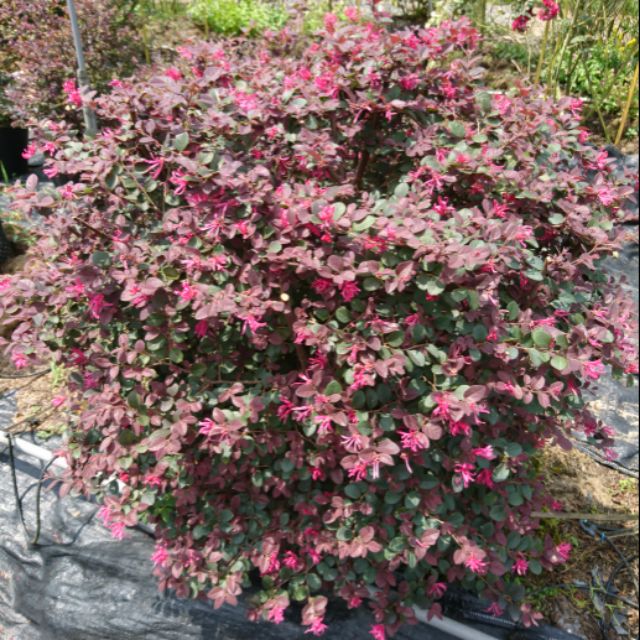 Cây hồng phụng, mặt hàng đang được săn đón, chất lượng sản phẩm đảm bảo và cam kết hàng đúng mô tả