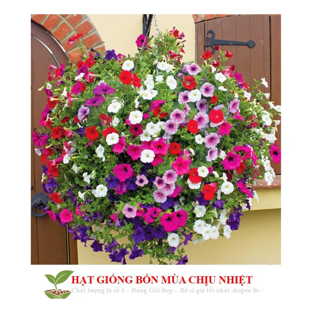 HG6 Hạt Giống Dạ yến thảo Mix 100 Hạt/ Gói
