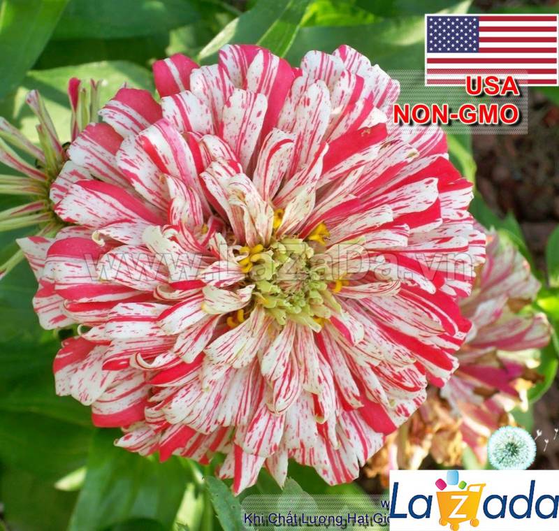50h Hạt Giống Hoa Cúc Lá Nhám CandyStripe (C4.200| -KD: B41*V73*M165)