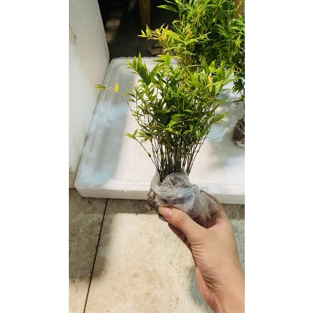 trúc tăm mini làm tiểu cảnh