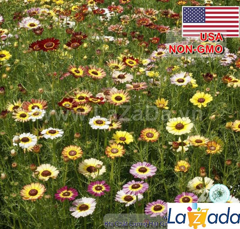 1GR 420.HAT Hạt Giống Hoa Cúc Chi Mix Màu (KD| -KD: B27*V45*M193)