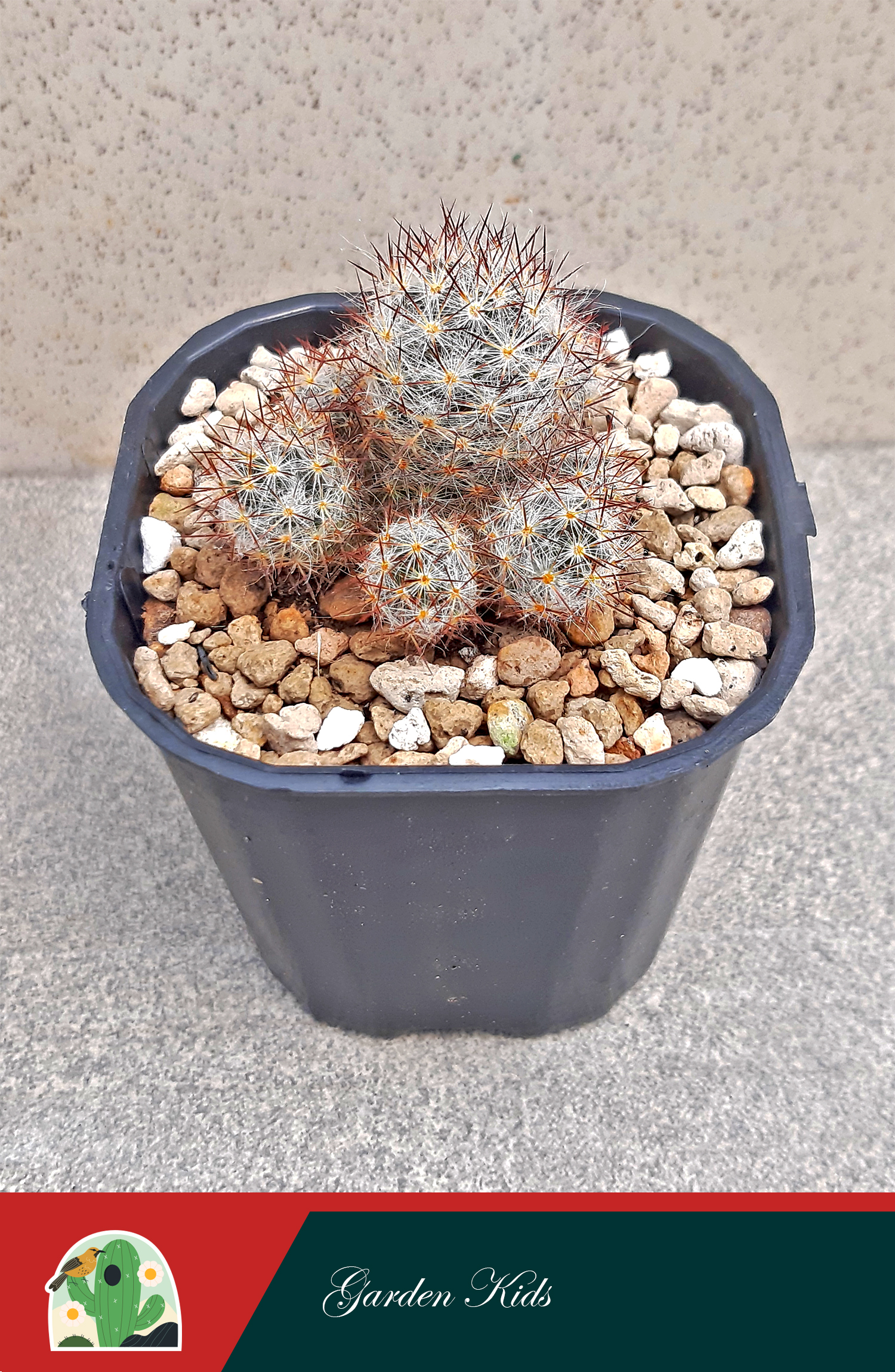 Xương rồng nhện nâu (Mammillaria Prolifera)