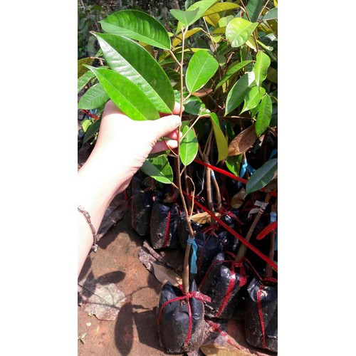 (Cây ăn quả)Sầu riêng musang kinh giống+ (700g) phân thỏ hữu cơ