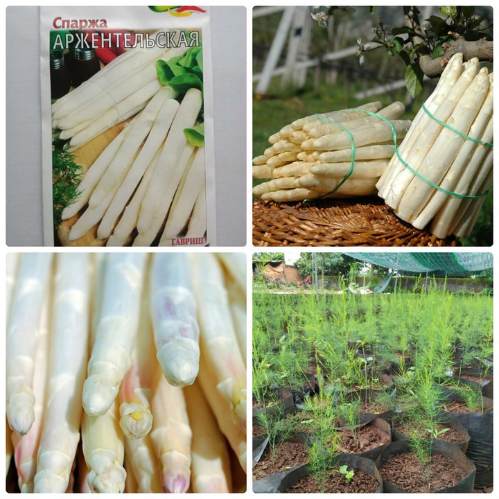 Hạt giống Măng Tây Trắng 20 hạt  ( tặng kèm 3 viên nénkích thích ươm hạt )