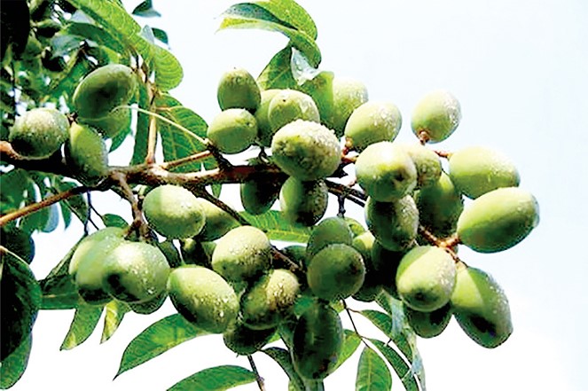 CÂY GIỐNG CÂY TRÁM XANH (TRÁM TRẮNG, TRÁM CHUA )