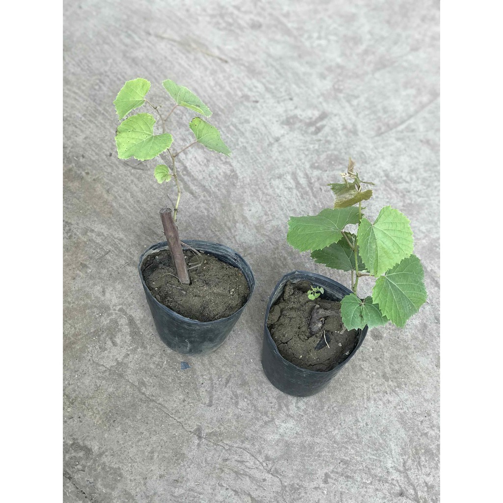Cây giống Nho Ngón Tay Mỹ
