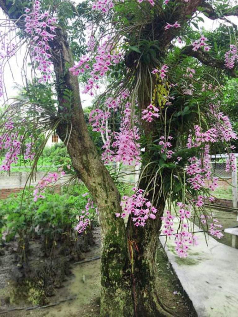 Lan phi điệp tím các vùng miền 1 kie