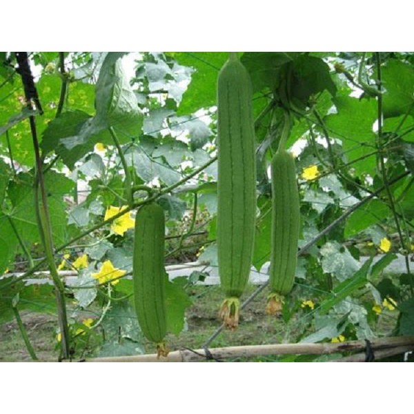 Hạt Giống Mướp Hương Thái Lan - 10 Hạt