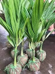 Cây giống cau lùn - cây giống chuẩn f1 + tặng 3 cây quế dược liệu