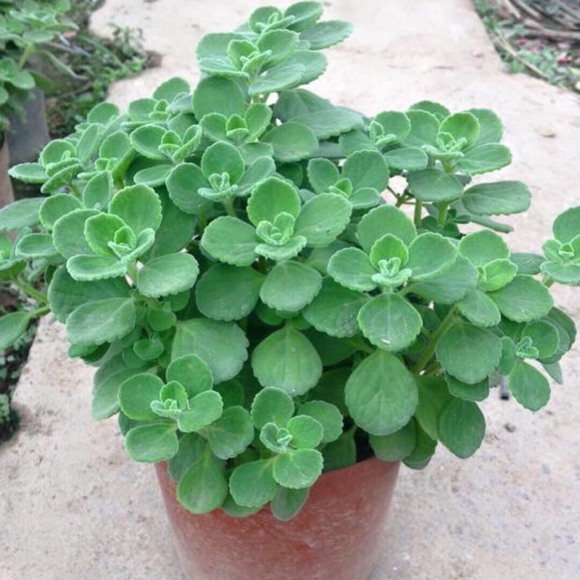 CHẬU CÂY NHẤT MẠT HƯƠNG