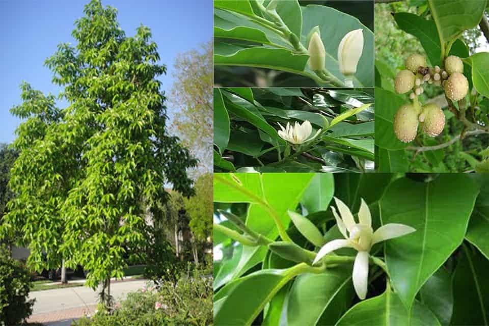 Cây hoa ngọc lan