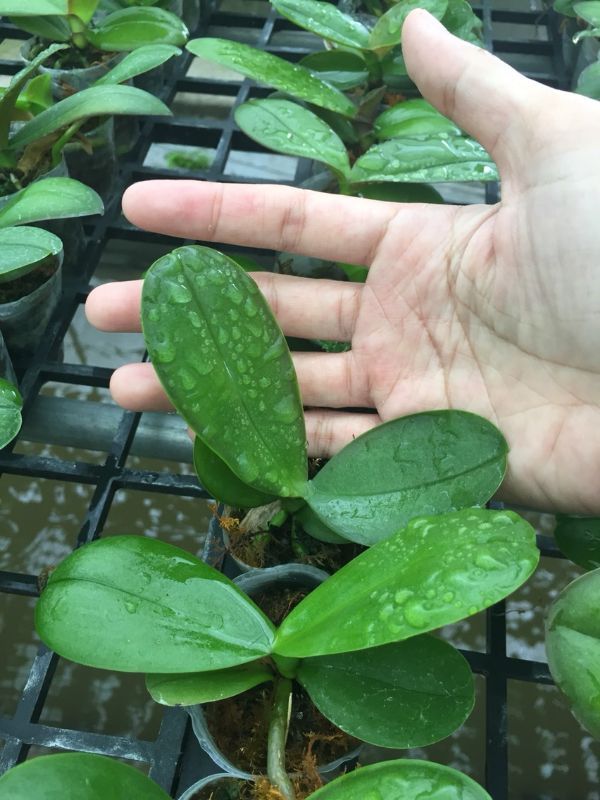combo 10c hồ điệp