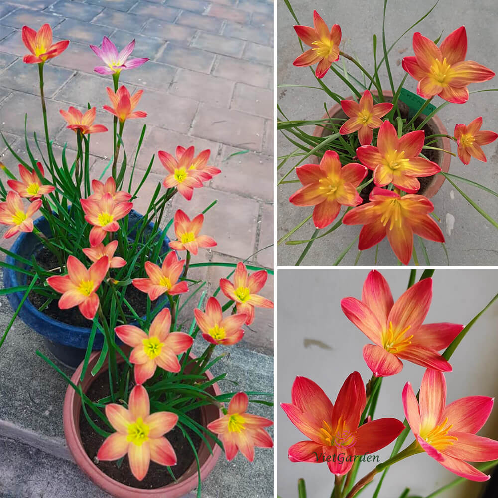 Set 6 củ hoa huệ mưa lavalon- củ mẹ