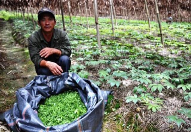 100gr nụ hoa tam thất bao tử dạng tấm