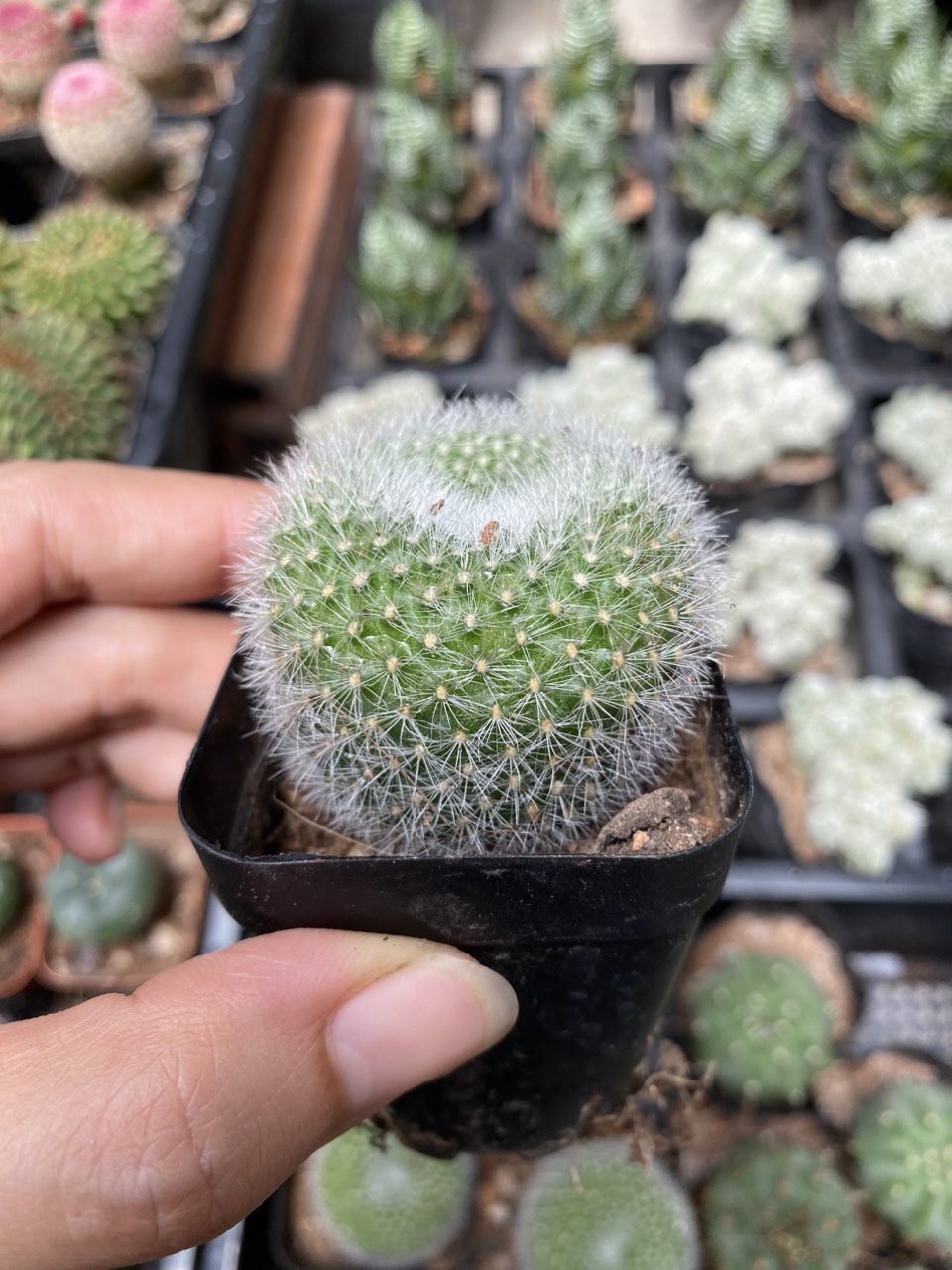 Xương rồng thiên nga , Size chậu 5cm