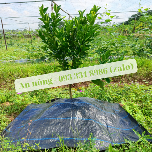 Combo 10 Tấm Bạt Phủ  Chống Cỏ 1.2M x 1.2M (Hàng Dày 120g, Tặng Kèm 5 Ghim/Tấm)