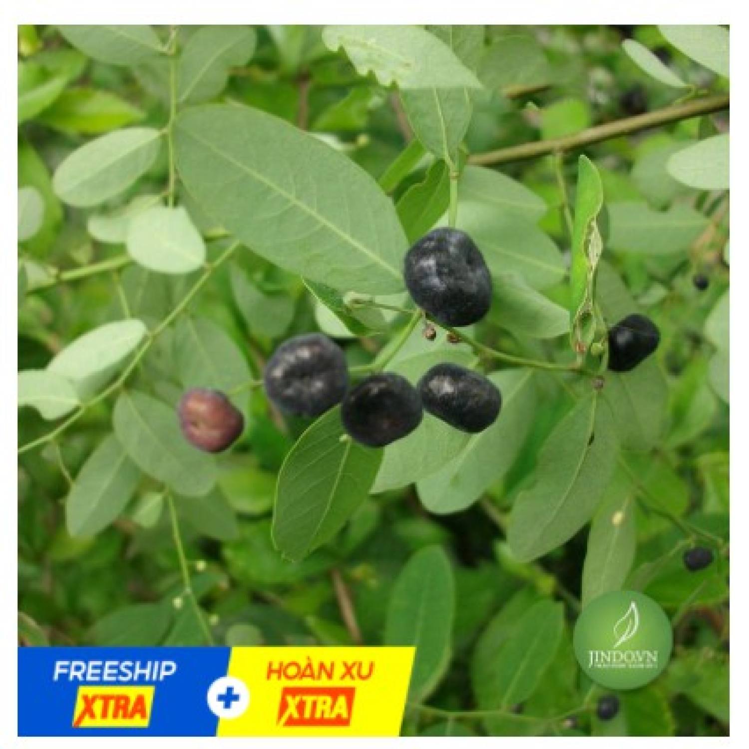Cây mực ( phèn đen) khô 1KG hàng chuẩn lᴏại 1
