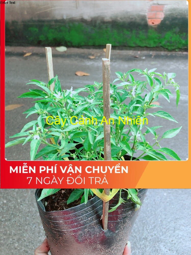 [HCM]Bụi Ớt Hiểm