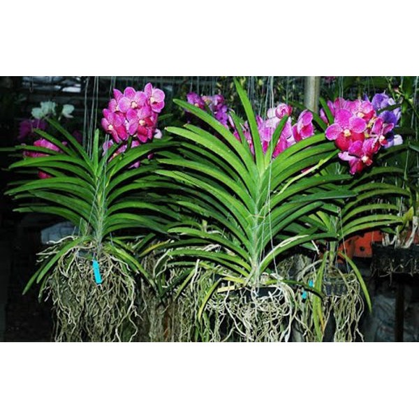 cây giống lan vanda, hàng nhập thái lan, đủ màu