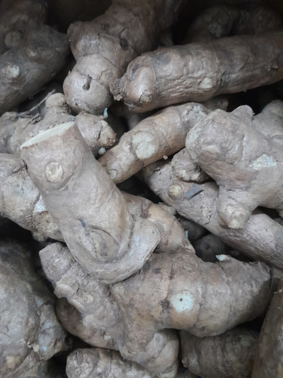 Củ Ngãi Chống Độc tươi 1kg ( ngãi trắng, nghệ trắng, nghệ rừng)