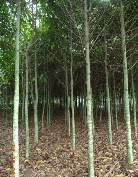 CÂY DỔI GHÉP HÒA BÌNH (1.5 NĂM CHO TRÁI)