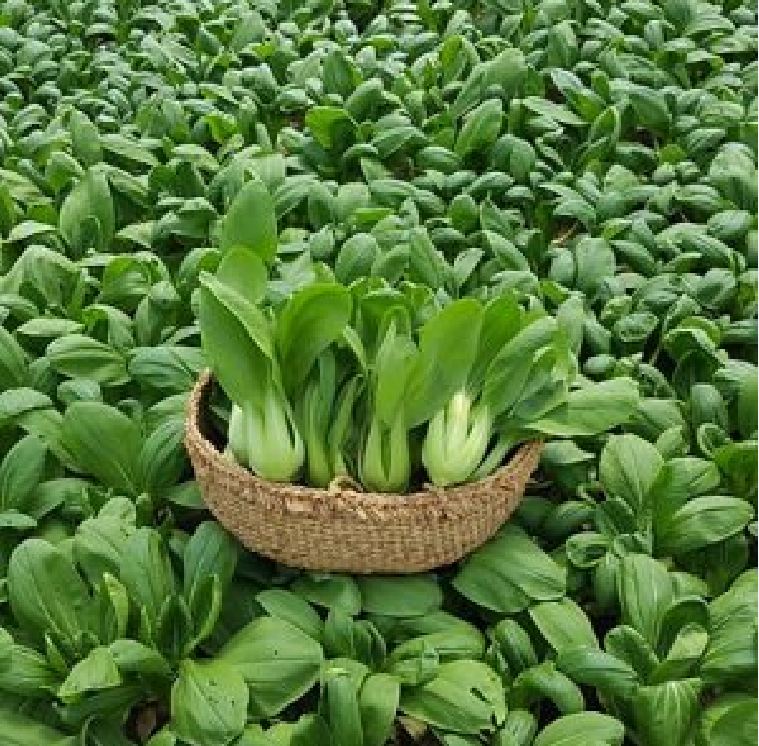 Combo 3 gói Hạt giống cải chíp[Seeds]