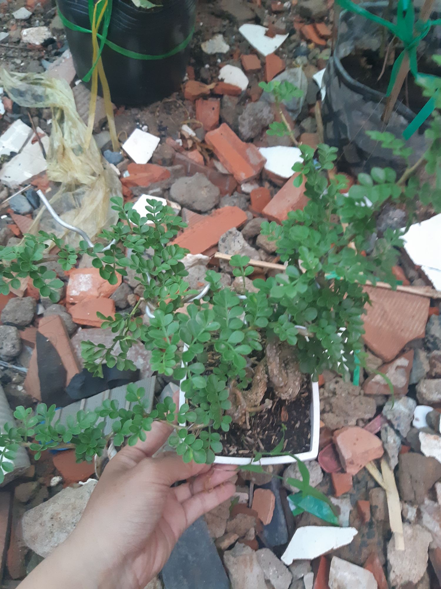 cần thăng bonsai mini