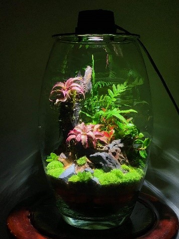 nắp đèn cho bình terrarium hàng đặt 1-3w