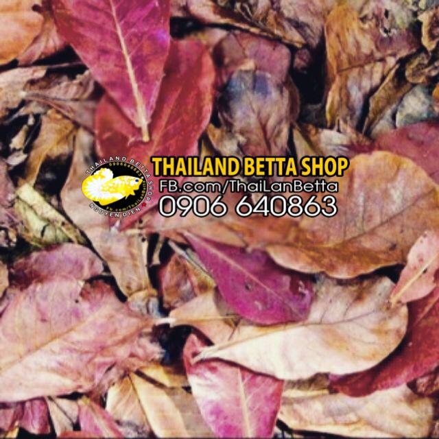 [HCM]20 LÁ BÀNG KHÔ TỰ NHIÊN