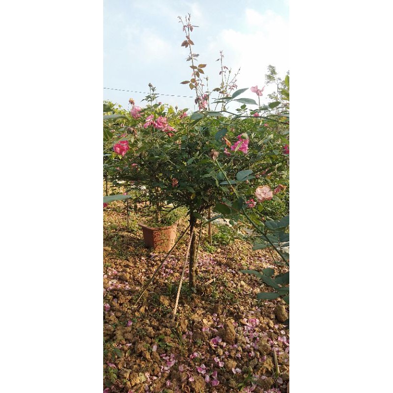 Hoa Hồng Cổ Sapa - cây tree thân gỗ ( cây nguyên bản)