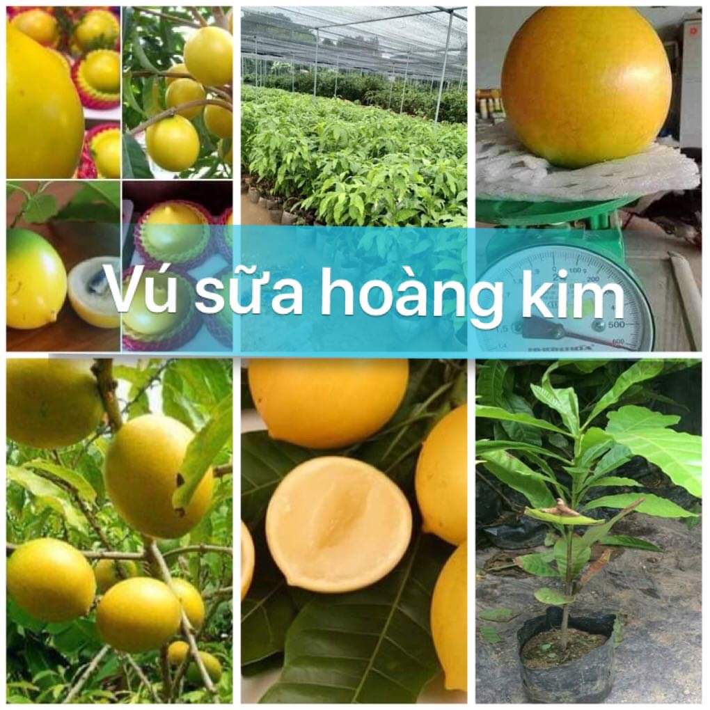 Cây vú sữa hoàng kim