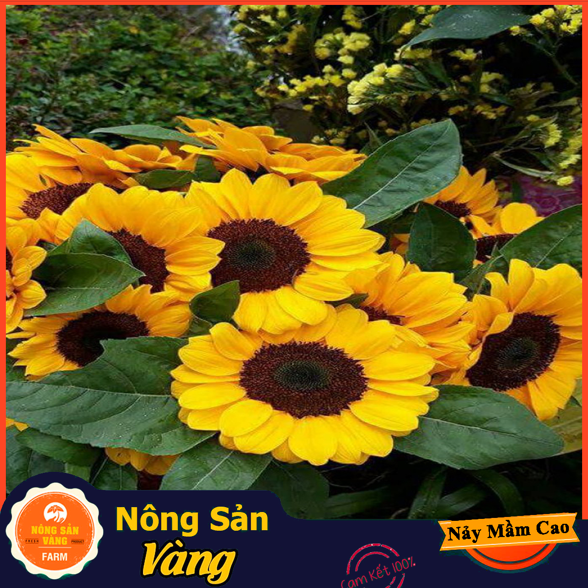 Sunflower flower seeds cut, high germination rate, growth and Development, shorten the time planting (pack 20 seeds)-shallow gold