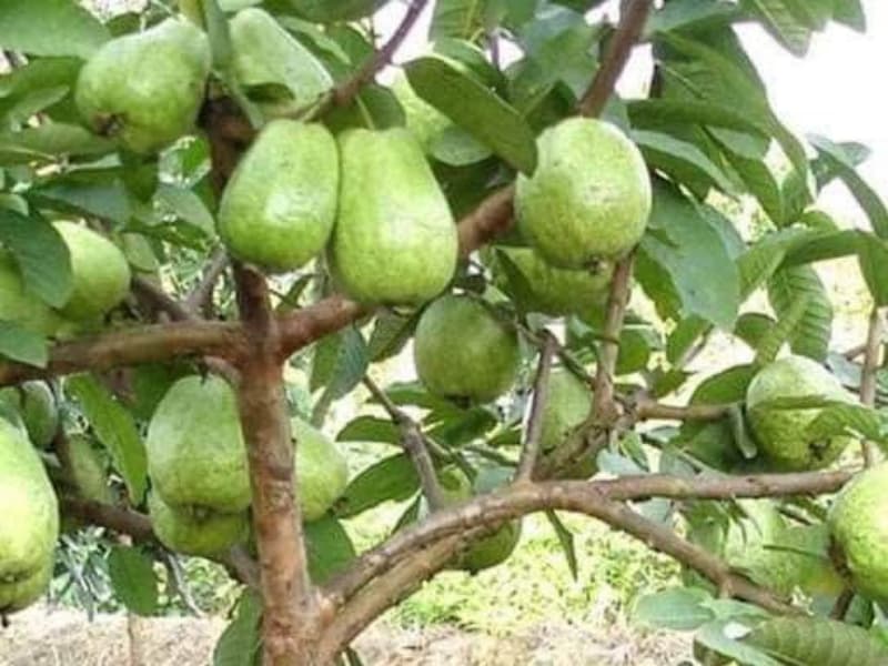 cây giông ổi lê đài loan siêu quả
